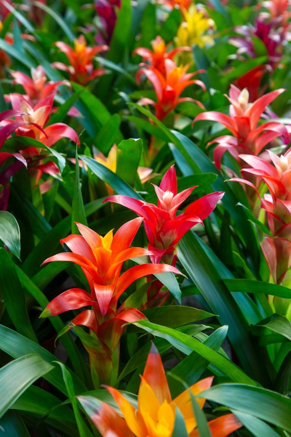 Guzmania entretien : les secrets pour une plante épanouie